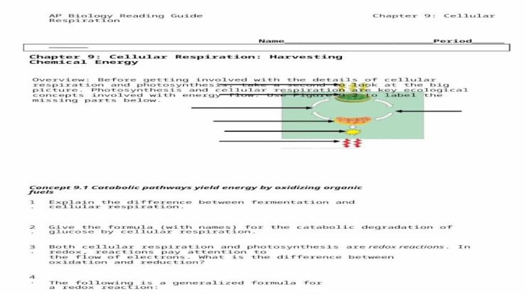 Ap biology reading guide chapter 9 answers