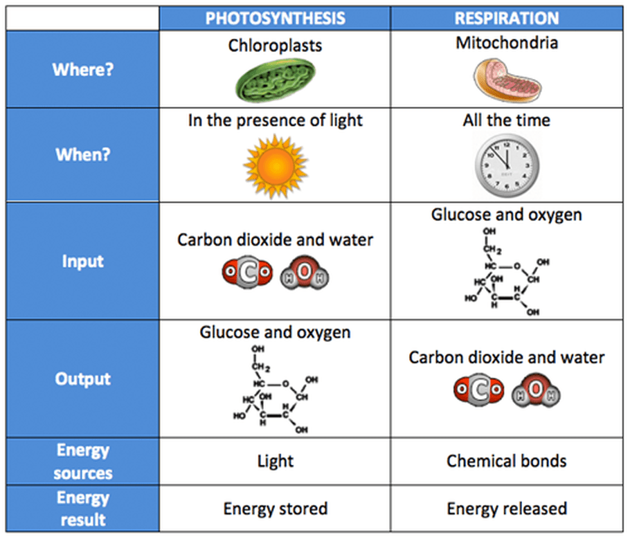 Photosynthesis cellular respiration resp answer aerobic organizer reactants excel