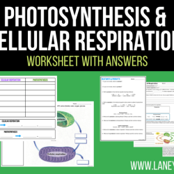 Photosynthesis and cellular respiration worksheet pdf answers