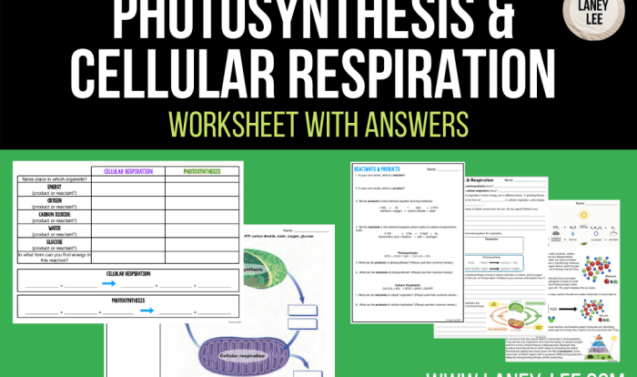 Photosynthesis and cellular respiration worksheet pdf answers