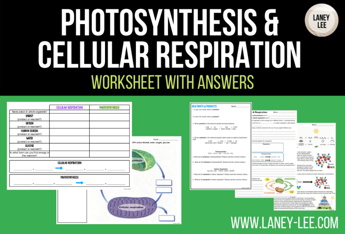 Photosynthesis and cellular respiration worksheet pdf answers