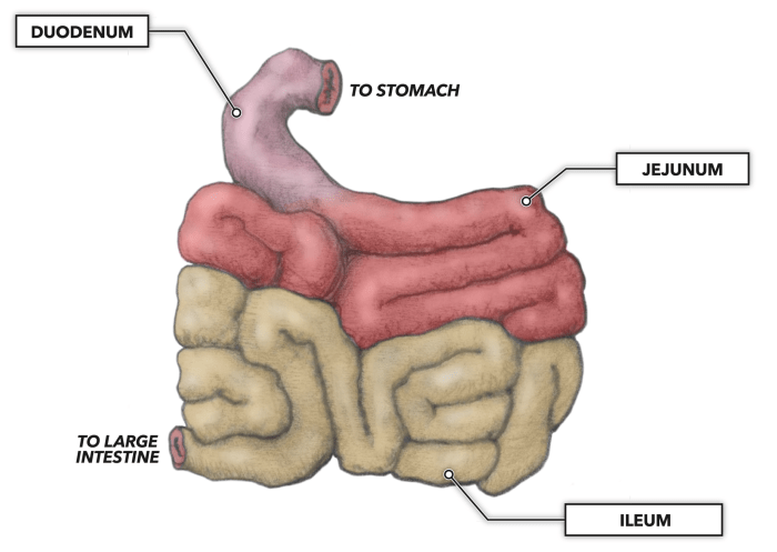 Correctly label the following parts of the small intestine