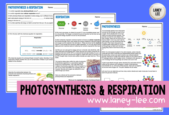 Photosynthesis and cellular respiration worksheet pdf answers