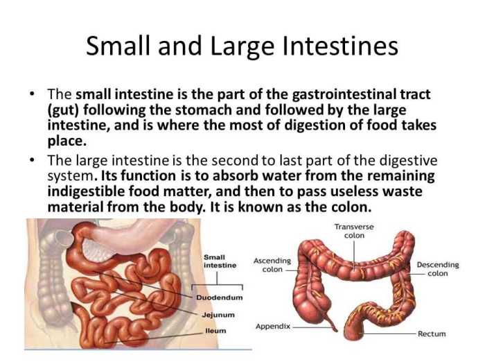 Correctly label the following parts of the small intestine