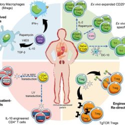 Rejection organ transplant graft immune rigetto uncover