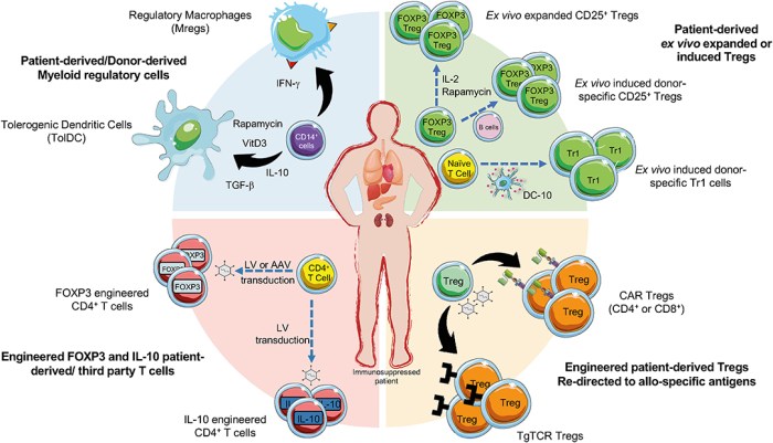 Rejection organ transplant graft immune rigetto uncover