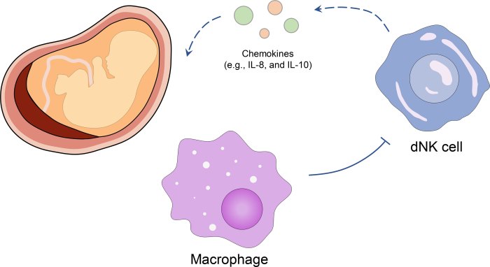 Which best describes the role of immunosuppressants in transplant surgeries