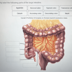 Intestine function digestion absorption surface villi microvilli folds layers tissue healthjade