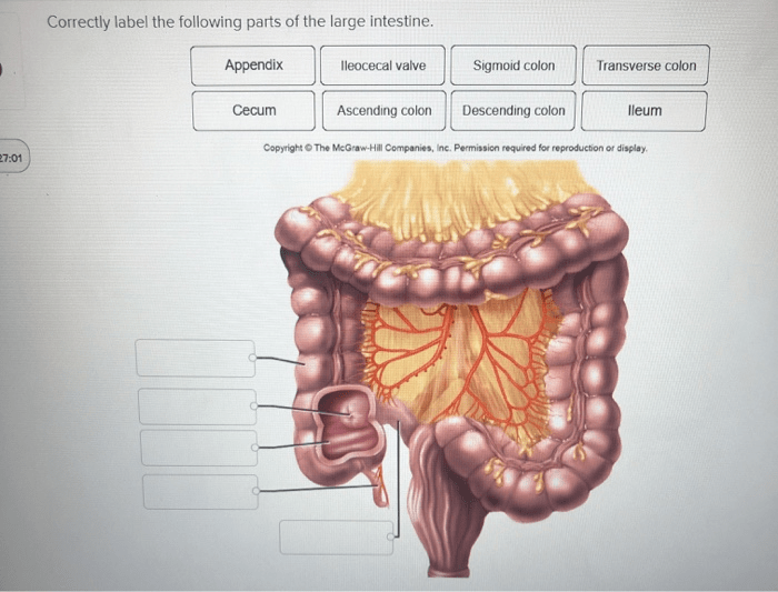 Intestine function digestion absorption surface villi microvilli folds layers tissue healthjade