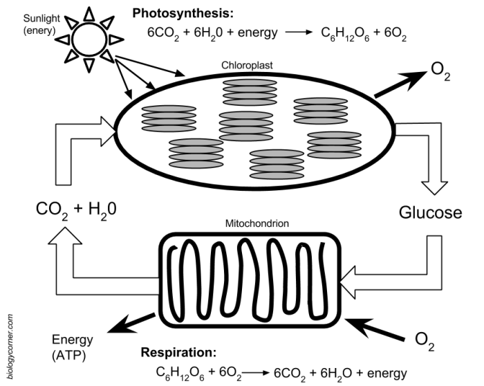 Photosynthesis and cellular respiration worksheet pdf answers